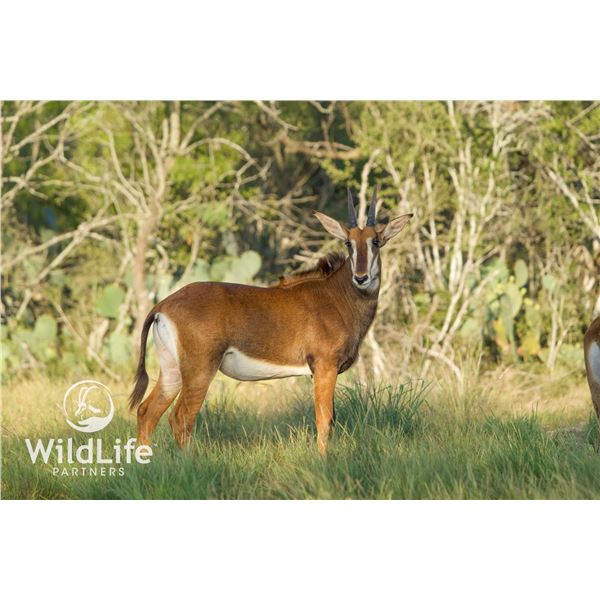 0.1 Sable Yearling