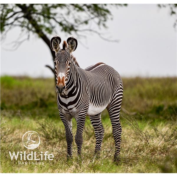 1.0 Grevy's Zebra Yearling