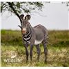 Image 1 : 1.0 Grevy's Zebra Yearling
