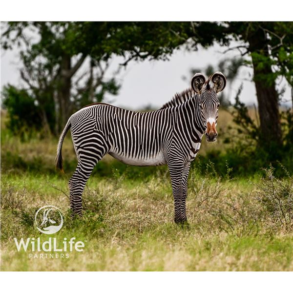 0.1 Grevy's Zebra Yearling