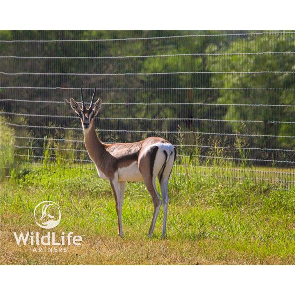 0.2 Grant's Gazelle Yearlings