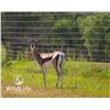Image 1 : 0.2 Grant's Gazelle Yearlings
