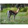 Image 2 : 0.2 Grant's Gazelle Yearlings