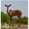 Image 1 : 0.1 Kudu Yearling