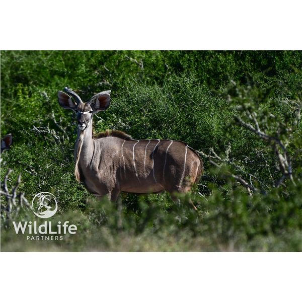 1.0 Kudu Yearling