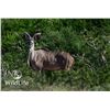 Image 1 : 1.0 Kudu Yearling