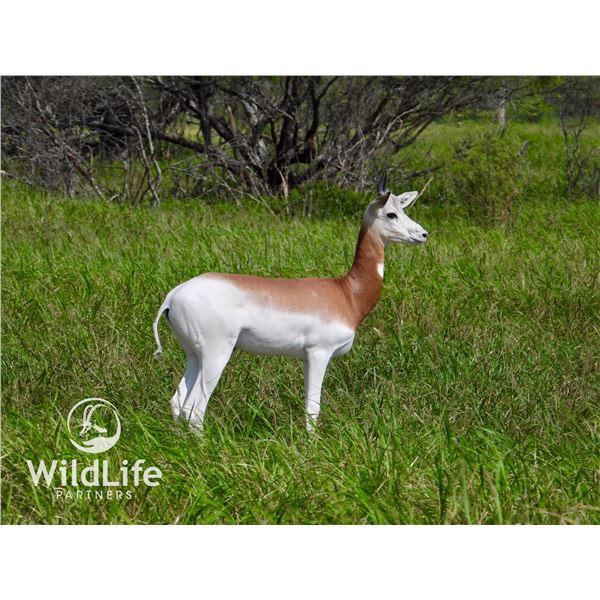 2.0 Dama Gazelle Yearlings
