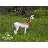 Image 1 : 2.0 Dama Gazelle Yearlings