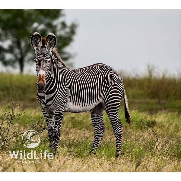 0.1 Grevy's Zebra Yearling