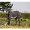 Image 1 : 0.1 Grevy's Zebra Yearling
