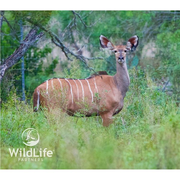 0.1 Kudu Yearling