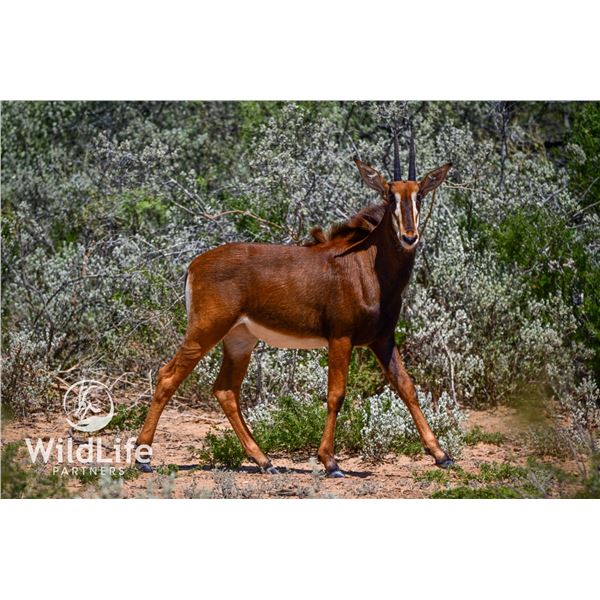 0.1 Sable Yearling