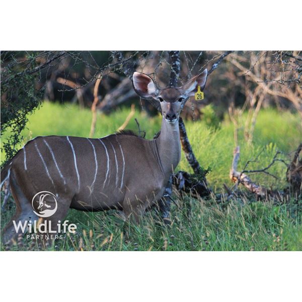 0.1 Kudu Yearling Sired by Double Wide