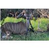 Image 1 : 0.1 Kudu Yearling Sired by Double Wide