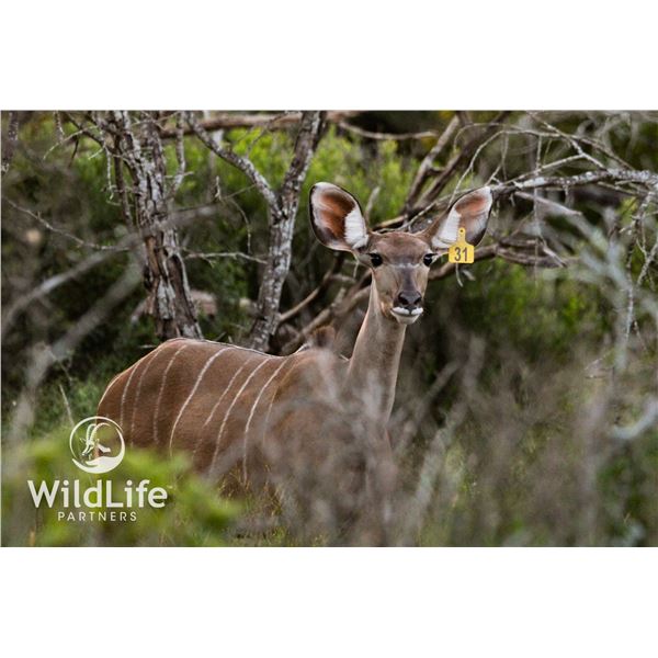 0.1 Kudu Yearling Sired by Double Wide