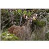 Image 1 : 0.1 Kudu Yearling Sired by Double Wide