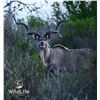 Image 3 : 0.1 Kudu Yearling Sired by Double Wide
