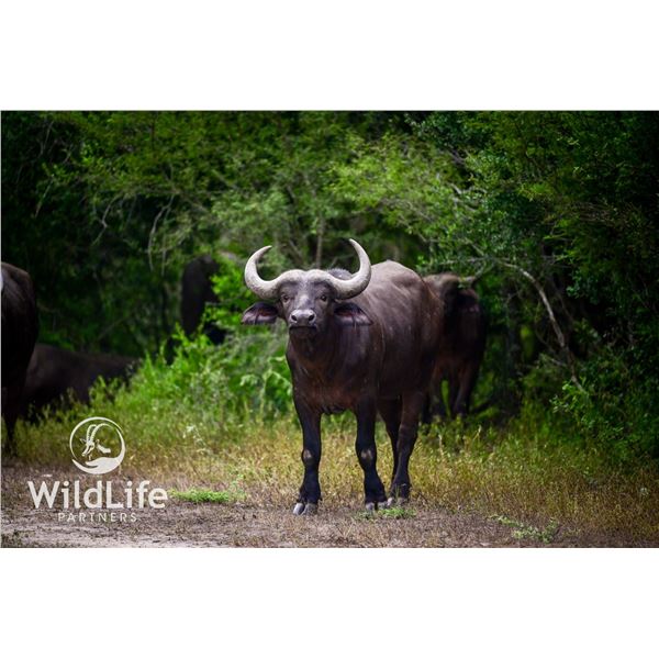 1.0 Cape Buffalo 2-3 y/o Sired by Titus