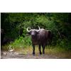 Image 1 : 1.0 Cape Buffalo 2-3 y/o Sired by Titus