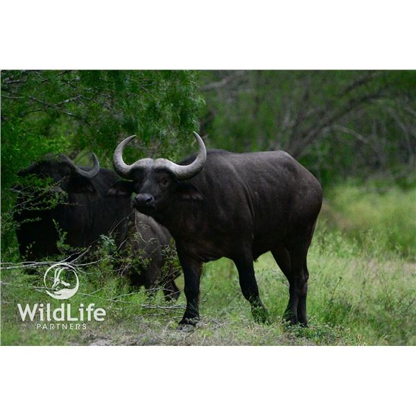 1.0 Cape Buffalo 2-3y/o Sired by Titus
