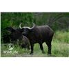 Image 1 : 1.0 Cape Buffalo 2-3y/o Sired by Titus