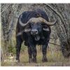 Image 2 : 1.0 Cape Buffalo 2-3y/o Sired by Titus