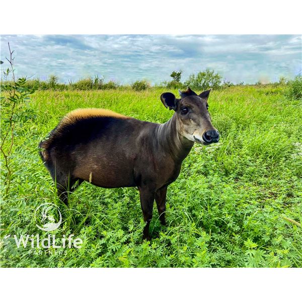 0.1 Yellow Backed Duiker Bottle Raised 3 y/o