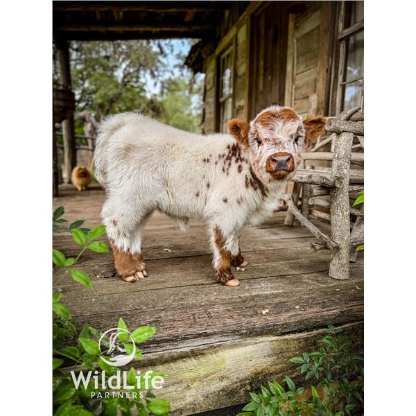 0.1 Mini Highpark Bottle Baby Calf