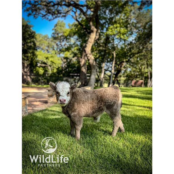 1.0 Mini Highpark Bottle Baby Calf