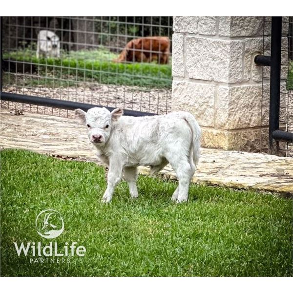 0.1 Mini Highpark Bottle Baby Calf