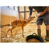 Image 1 : 0.1 Sitatunga Bottle Baby