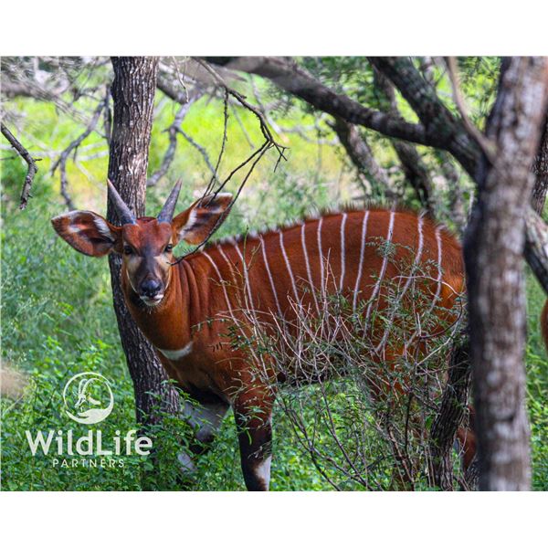 1.0 Bongo Yearling Sired by Rocco