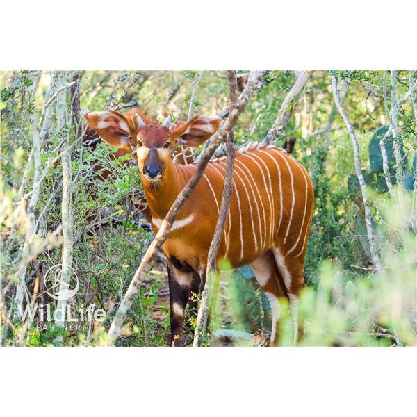 0.1 Bongo Yearling