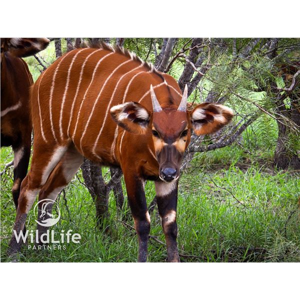 0.1 Bongo Yearling