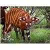Image 1 : 0.1 Bongo Yearling