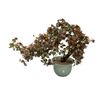 Image 1 : Large Vintage Chinese Jade Tree