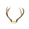 Image 2 : Pair Of Antlers And A African Mask