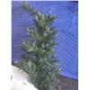 Image 9 : Fibre Optic Christmas Trees & More B