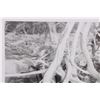 Image 2 : "ROOTED" SIGNED & FRAMED PRINT