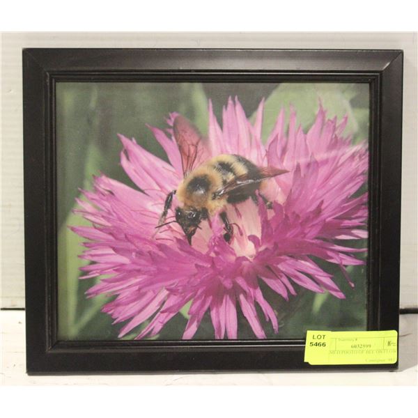 FRAMED PHOTO OF BEE ON FLOWER