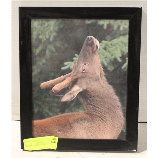 FRAMED PHOTO OF ELK