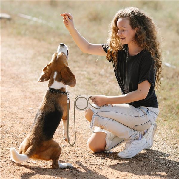 NEW SEGARTY KHAKI RETRACTABLE DOG LEASH
