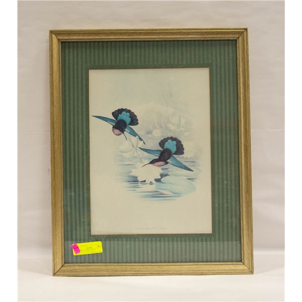 VINTAGE FRAMED PURPLE BREASTED CARIBS PRINT