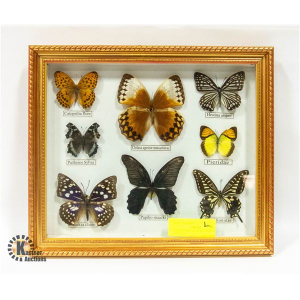 FRAMED DISPLAY OF BUTTERFLIES (11.5"X13")