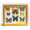 Image 1 : FRAMED DISPLAY OF BUTTERFLIES (11.5"X13")