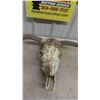 Image 2 : Bovine Skull 