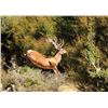 Image 4 : New Zealand Red Stag Hunt for 6 Hunters.  Bonus Long Range Goat Cull Hunt!