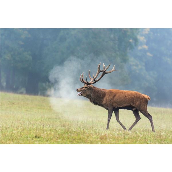 Argentina Red Stag Hunt for 4 Hunters at Estancia Chischaca