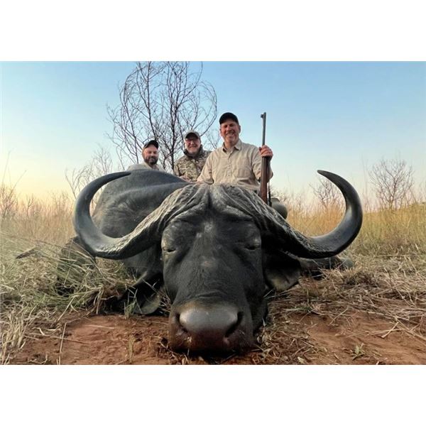 Trophy Cape Buffalo Hunt with Theron Safaris in South Africa