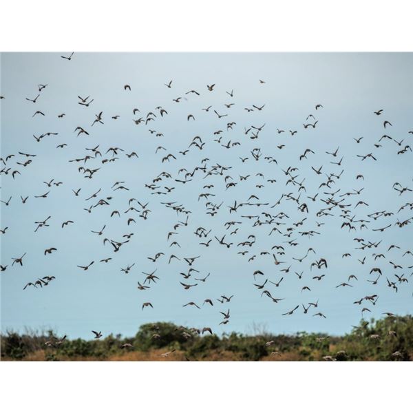 Argentina Extreme Volume Dove Hunt for 10 Hunters - Lodge Exclusive!